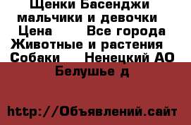 Щенки Басенджи ,мальчики и девочки › Цена ­ 1 - Все города Животные и растения » Собаки   . Ненецкий АО,Белушье д.